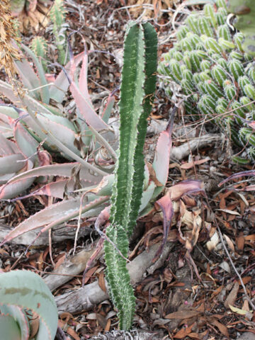 Alternative view of Graceful Trigona Green Monstrose Cactus* (euphorbia trigona)