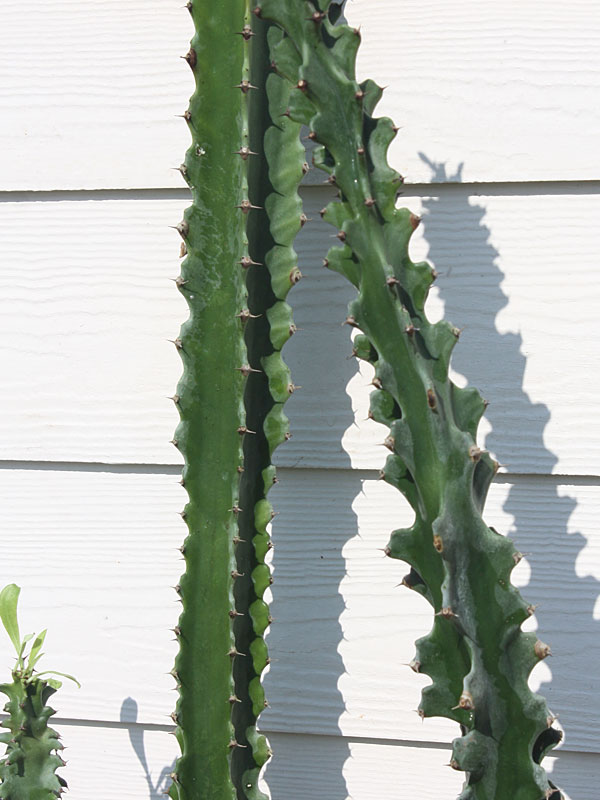 Graceful Trigona Green Monstrose Cactus* (euphorbia trigona) - Image 3