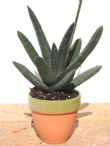 Lg. Top Seller Rigid Gasteria Batesiana Gasteria Plant (aloe-like)