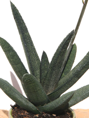 Alternative view of Lg. Top Seller Rigid Gasteria Batesiana Gasteria Plant (aloe-like)