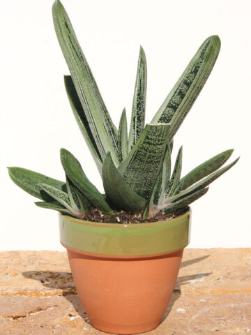 Lg. Knockout Limewarty Gasteria Plant (aloe-like)
