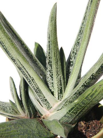 Alternative view of Lg. Knockout Limewarty Gasteria Plant (aloe-like)