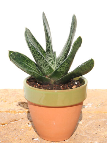 Dark Form Nigricans Gasteria Plant (aloe-like)