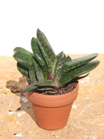 Alternative view of Popular Vlockii Gasteria Plant (aloe-like)