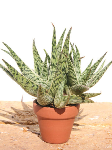 Super Dwarf White Lightning Rosette Plant (aloe x haworthia)