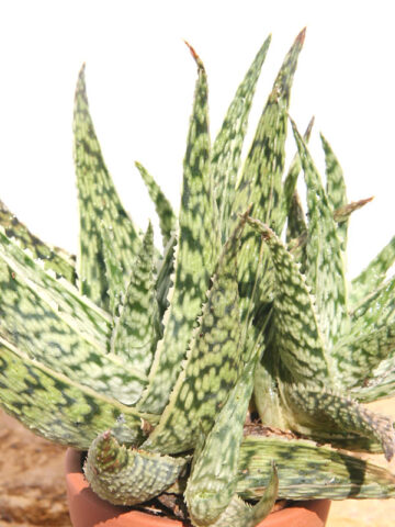 Alternative view of Super Dwarf White Lightning Rosette Plant (aloe x haworthia)