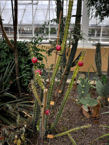 Alternative view of Meandering Giant Red Dragon Apple Cactus Plant (harrisia bonplandii)