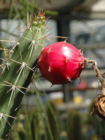 Meandering Giant Red Dragon Apple Cactus Plant (harrisia bonplandii)