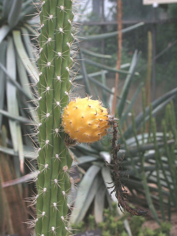 Upright Wild Yellow Dragon Apple Cactus Plant (harrisia eriophora)