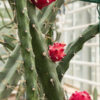 Heavy Producer, Fragrant Red Dragon Apple Cactus Plant (harrisia fragrans)