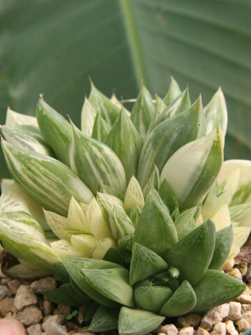 Rare Cymbiformis #2 Variegated Transparent Haworthia Plant (aloe-like)
