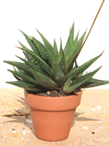Top Seller Limifolia Fasciata Haworthia Plant (aloe-like)