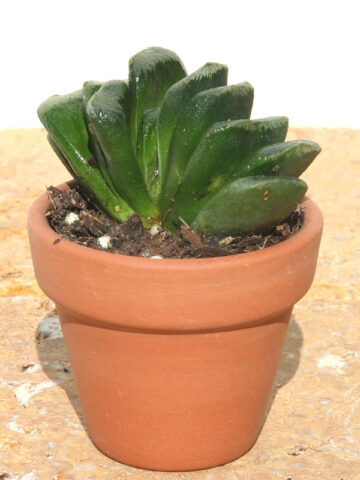 Must Have Maughanii Haworthia Plant (aloe-like)