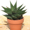 Medium Sized Resendeana Haworthia Plant (aloe-like)