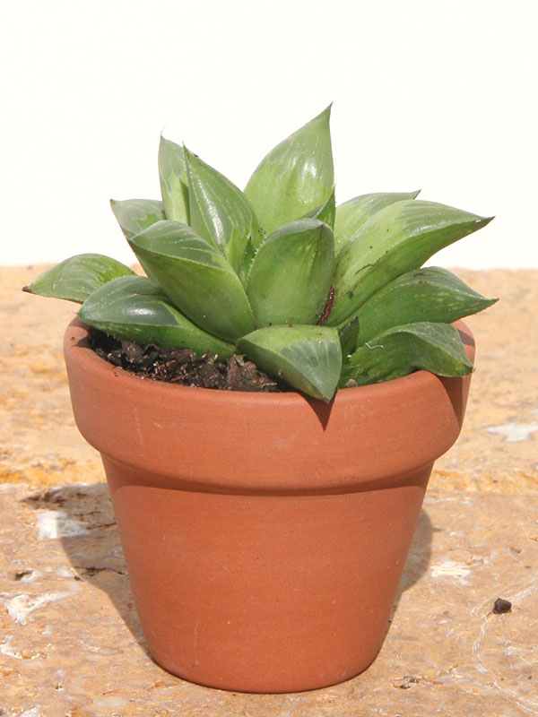 Petite Retusa Haworthia Plant (aloe-like)
