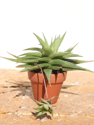 Alternative view of Petite Umbobmensis Mini Haworthia Plant (aloe-like)