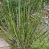Lg. Giant Desert Hesperaloe (hesperaloe funifera)