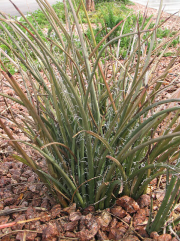 Lg. Bright Red Flame Flowering Yucca Plant (hesperaloe parviflora)