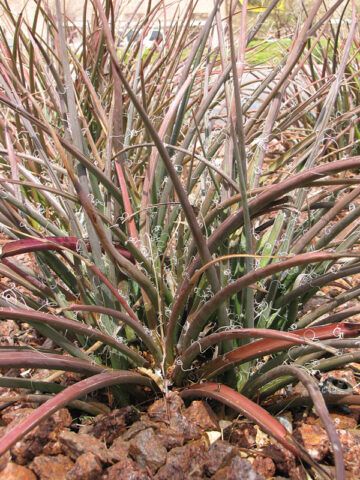 Alternative view of Lg. Bright Red Flame Flowering Yucca Plant (hesperaloe parviflora)