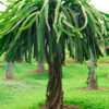 Orange Zest Dragon Fruit Plant (hylocereus polyrhizus x megalanthus)