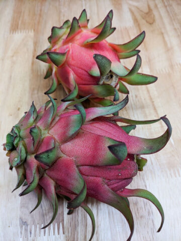 Costa Rican Cebra Dragon Fruit Plant (hylocereus polyrhizus)