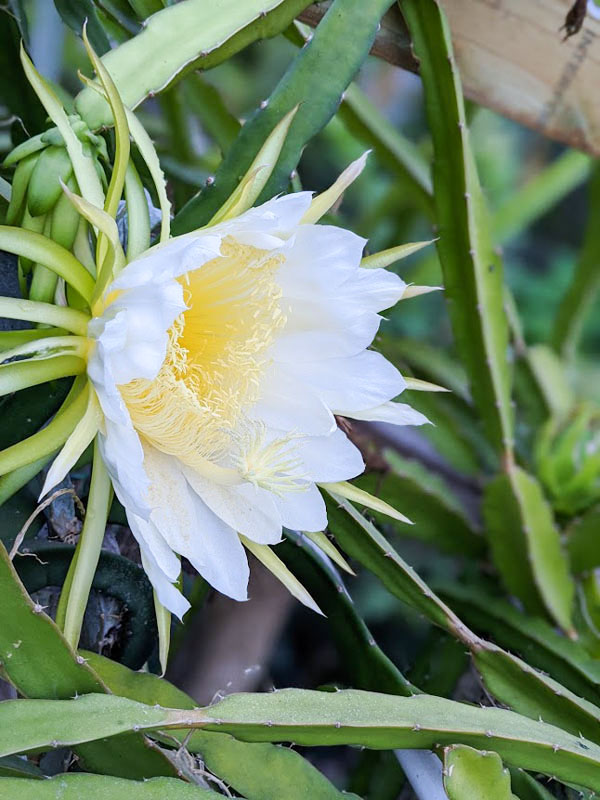 Makisupa Dragon Fruit Plant (hylocereus polyrhizus) - Image 6