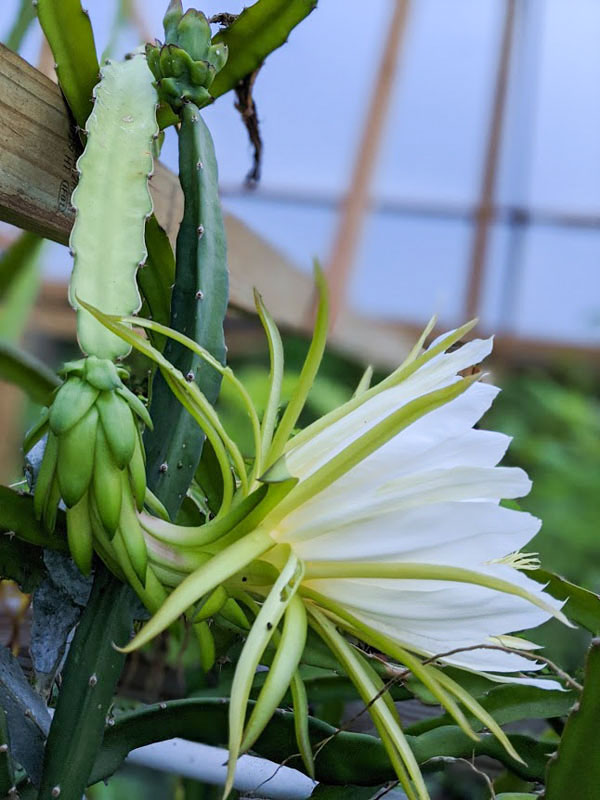Makisupa Dragon Fruit Plant (hylocereus polyrhizus) - Image 5