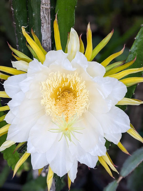Makisupa Dragon Fruit Plant (hylocereus polyrhizus) - Image 4