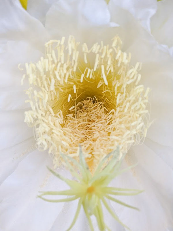 Makisupa Dragon Fruit Plant (hylocereus polyrhizus) - Image 7