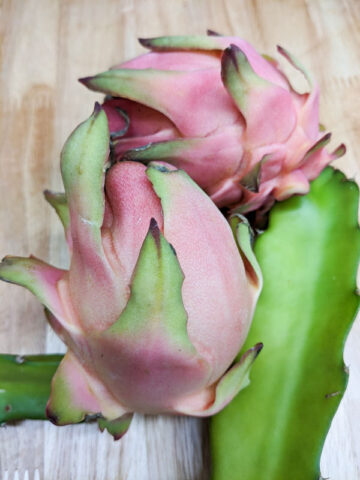 Alternative view of Makisupa Dragon Fruit Plant (hylocereus polyrhizus)
