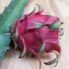 Orejona Dragon Fruit Plant (hylocereus polyrhizus)