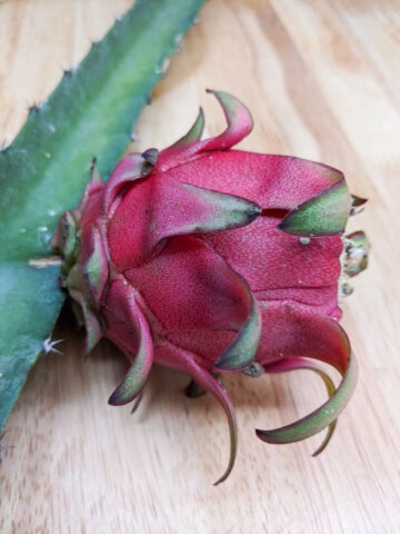 Orejona Dragon Fruit Plant (hylocereus polyrhizus)