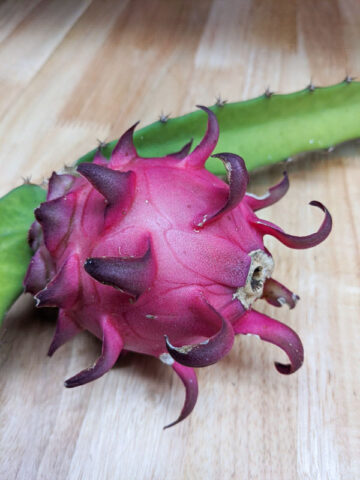 Red Jaina Dragon Fruit Plant (hylocereus polyrhizus)