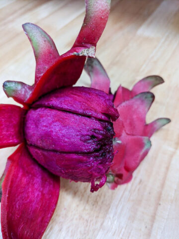 Alternative view of Red Jaina Dragon Fruit Plant (hylocereus polyrhizus)