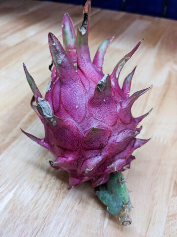 Alternative view of Vivid Purpurea Dragon Fruit Plant (hylocereus polyrhizus x undatus)