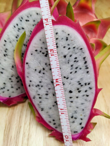 Alternative view of Sweet Delight Dragon Fruit Plant (hylocereus undetus x guatemalensis)