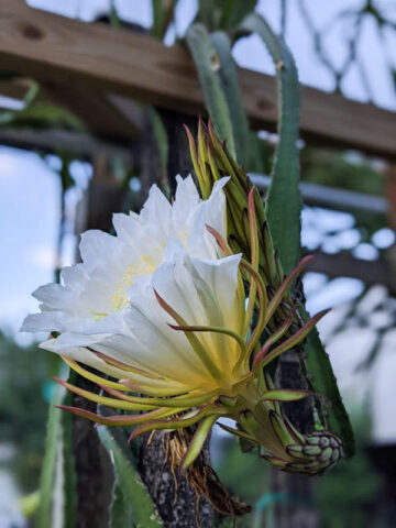 Alternative view of Maui Dragon Fruit Plant (hylocereus undetus)