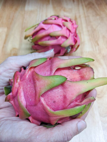 Thai White Dragon Fruit Plant (hylocereus undetus)