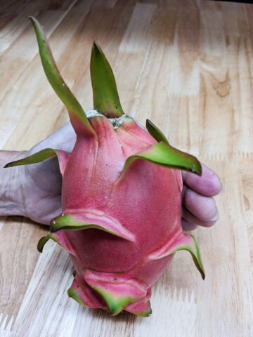 Giant Vietnamese Jaina White Dragon Fruit Plant (hylocereus undetus)