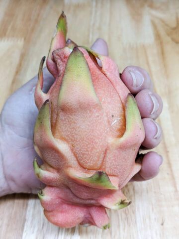 Alternative view of Yellow Tail Thai Dragon Fruit Plant (hylocereus undetus x megalanthus)