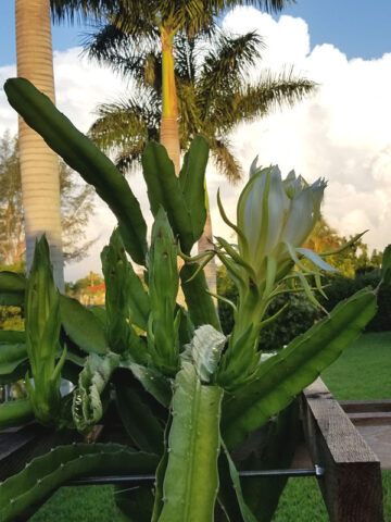 Alternative view of Kathie Van Arum Dragon Fruit Plant (hylocereus stenopterus x undatus)