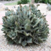 Beharensis Fang Kalanchoe Plant (succulent)