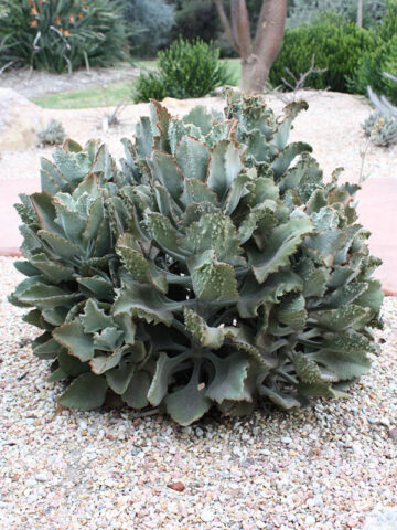 Beharensis Fang Kalanchoe Plant (succulent)