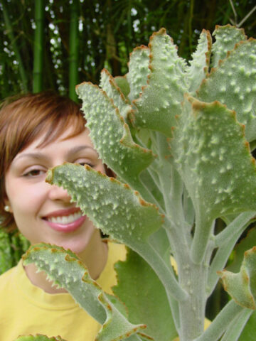Alternative view of Beharensis Fang Kalanchoe Plant (succulent)