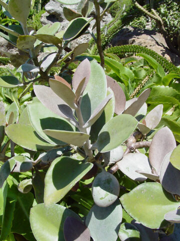 Lg. Copper Spoon Orgyalis Kalanchoe Plant (succulent)