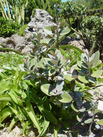 Alternative view of Lg. Copper Spoon Orgyalis Kalanchoe Plant (succulent)