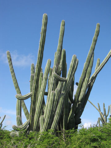 Lg. Delicious Blood Fruit Cactus Plant (lemaireocereus griseus)