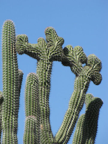 Alternative view of Lg. Delicious Blood Fruit Cactus Plant (lemaireocereus griseus)