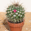 Lg. Top Seller Pincushion Cactus Plant (mammillaria spinosissima)