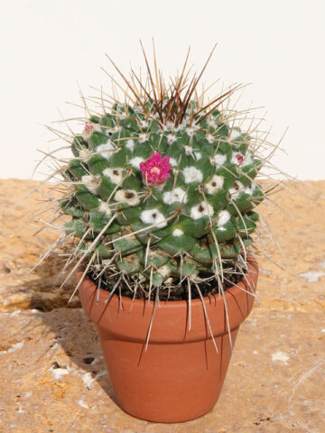 Lg. Top Seller Pincushion Cactus Plant (mammillaria spinosissima)